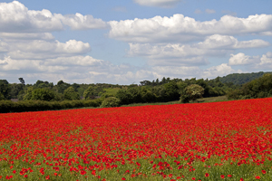 λιβαδι με παπαρουνες λιβαδι με παπαρουνες